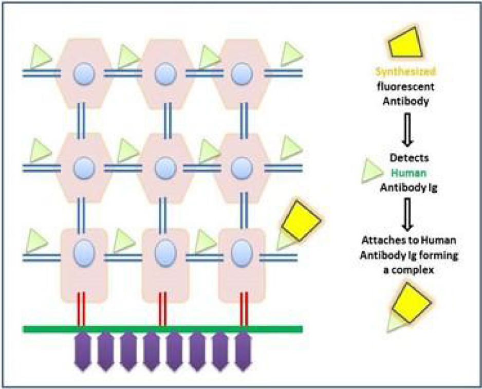 Application of fluorescent antibody on tissue specimen.