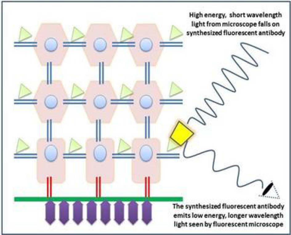 Visualization using fluorescent microscope.