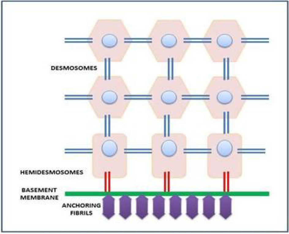 Normal epithelium with attachment.