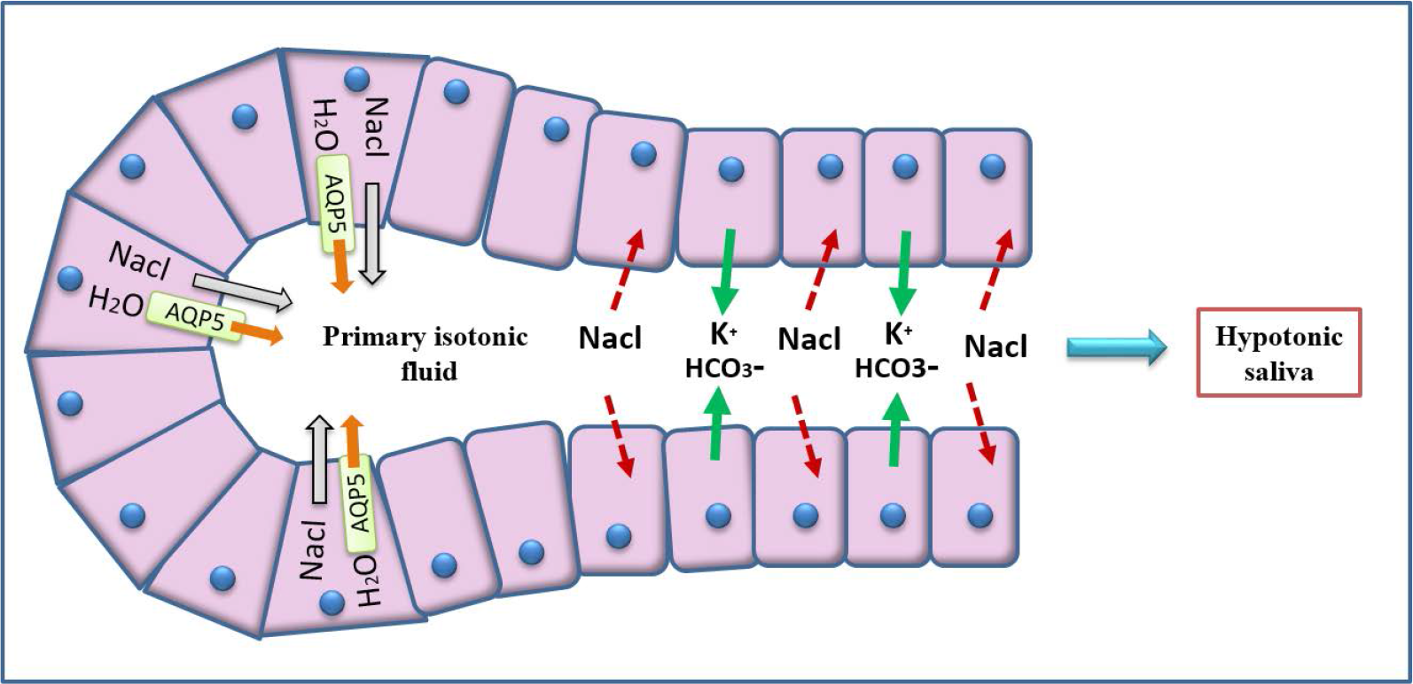 Physiology of Saliva Secretion.