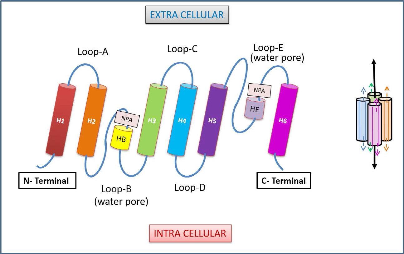 Structure of Aquaporins.