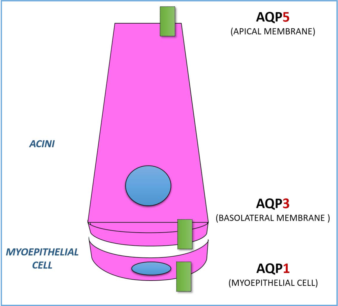 Expression and Localization of Aquaporin in Acini.