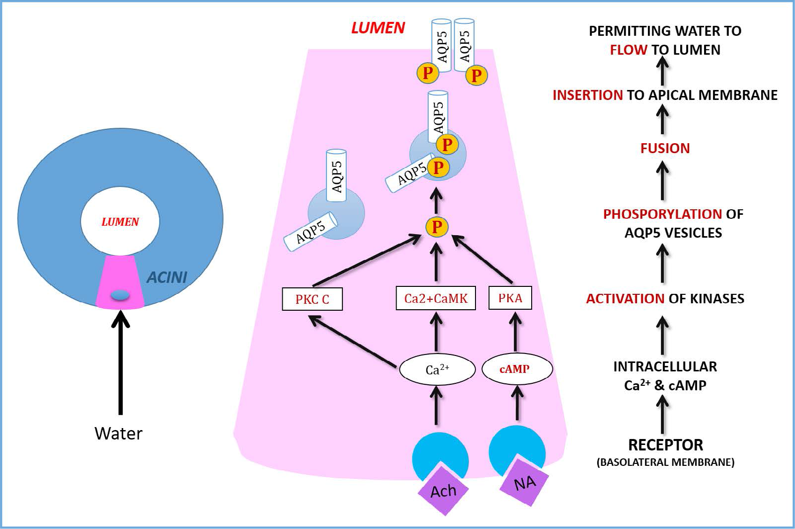 Role of AQP5 Trafficking in Saliva Secretion.