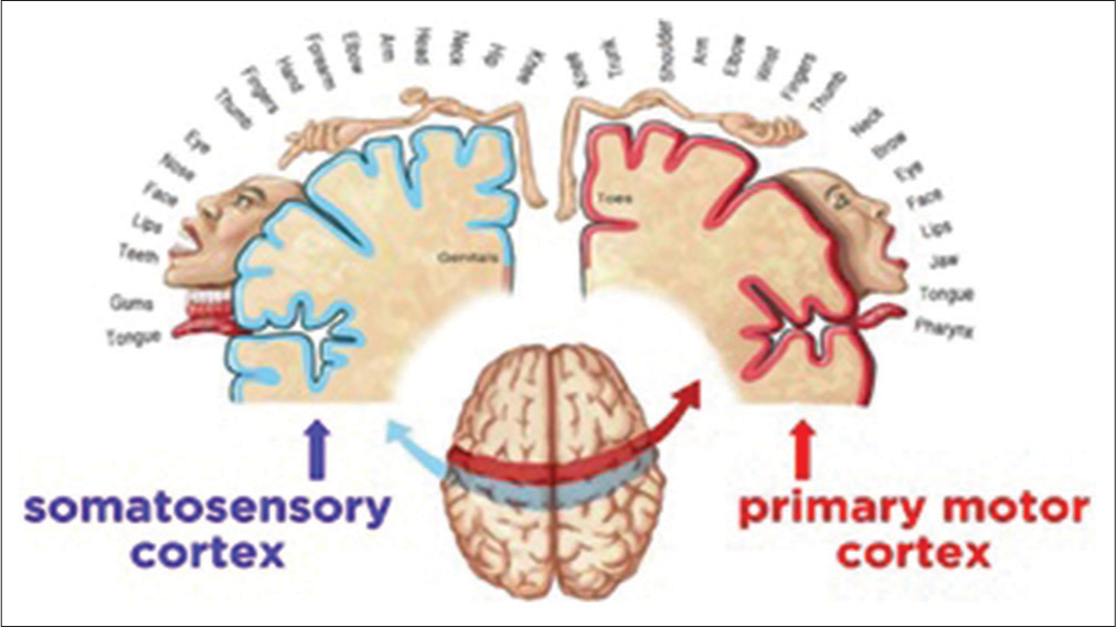 Somatotopic organization within the somatosensory cortex and primary motor cortex.