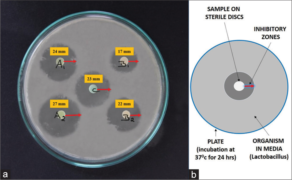 (a) The single plate with five samples (A1, A2, B1, B2, C) at different concentrations with the respective measurement of zones of inhibition (Red arrows), (b) Schematic showing the parts of the plate and measurements taken.
