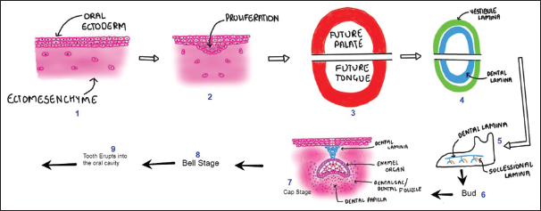 (Digital drawing) Basic components of odontogenesis.